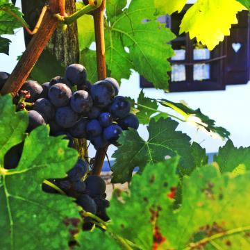 Tradicionalno martinovanje na Kobilju 1